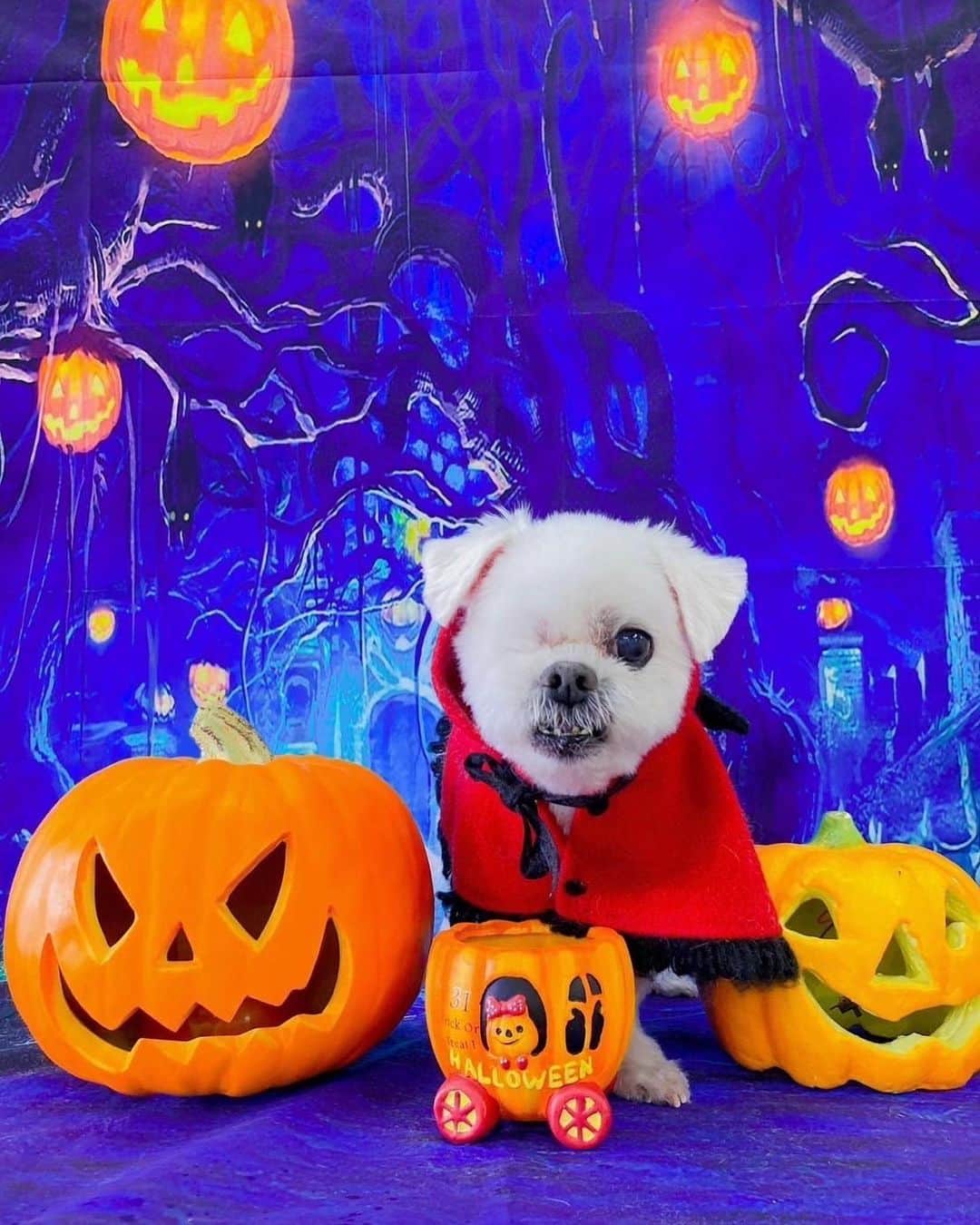 前園真聖さんのインスタグラム写真 - (前園真聖Instagram)「Happy Halloween🎃 #アンジェロ #ミックス犬」10月28日 22時57分 - maezono_masakiyo