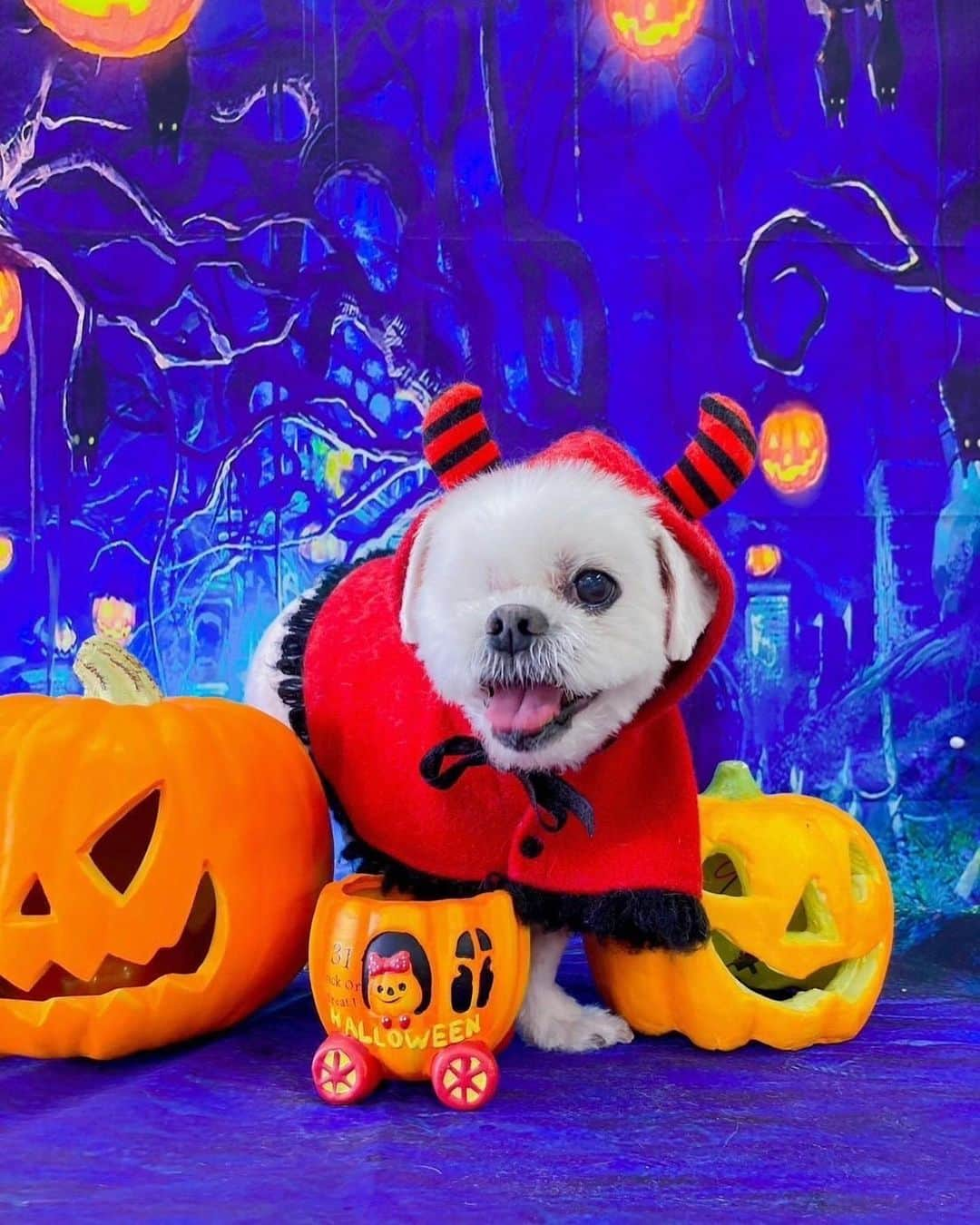 前園真聖さんのインスタグラム写真 - (前園真聖Instagram)「Happy Halloween🎃 #アンジェロ #ミックス犬」10月28日 22時57分 - maezono_masakiyo