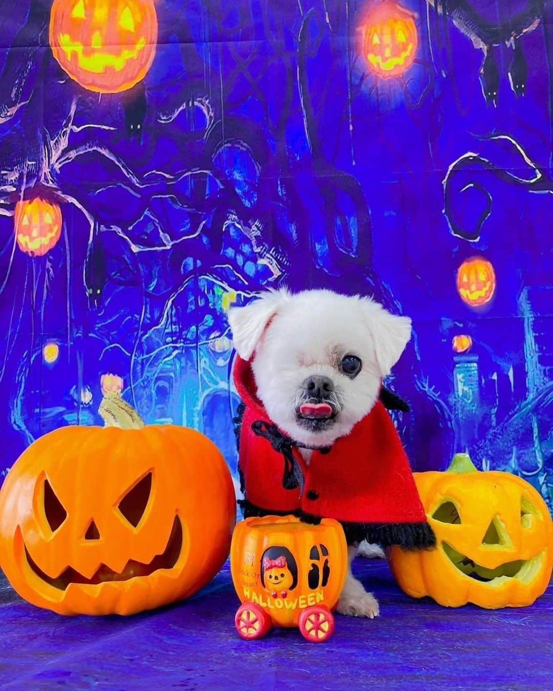 前園真聖さんのインスタグラム写真 - (前園真聖Instagram)「Happy Halloween🎃 #アンジェロ #ミックス犬」10月28日 22時57分 - maezono_masakiyo