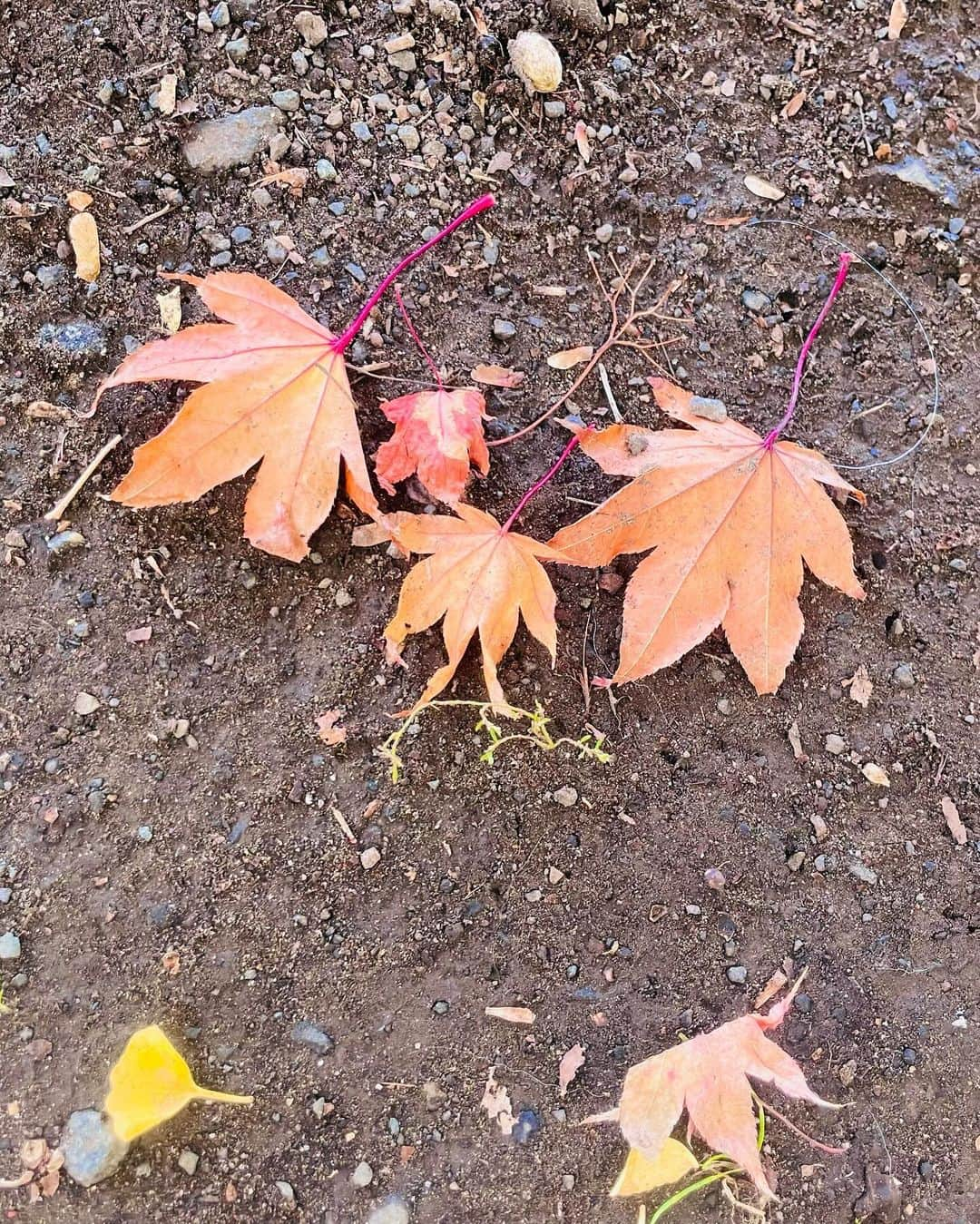 小此木まりさんのインスタグラム写真 - (小此木まりInstagram)「🍂  北海道から帰るとき いつも少しだけさみしい。  きっとなにか ご縁のある土地なのだと 想っております  木々が色付いて 綺麗だった！  お寿司も 美味しかった！  また、来年^ ^ ありがとうございました  🌝  #北海道 #札幌 #いちょう並木  #空  #お寿司 #時計台 #大通り公園 #テレビ塔  #🍁」10月28日 23時07分 - mariokonogi