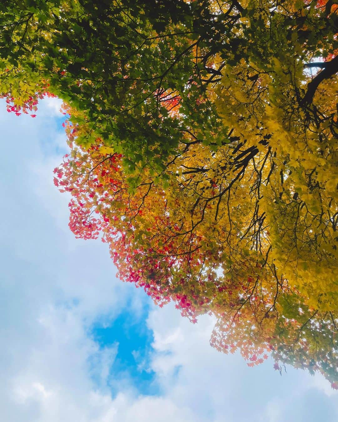 小此木まりさんのインスタグラム写真 - (小此木まりInstagram)「🍂  北海道から帰るとき いつも少しだけさみしい。  きっとなにか ご縁のある土地なのだと 想っております  木々が色付いて 綺麗だった！  お寿司も 美味しかった！  また、来年^ ^ ありがとうございました  🌝  #北海道 #札幌 #いちょう並木  #空  #お寿司 #時計台 #大通り公園 #テレビ塔  #🍁」10月28日 23時07分 - mariokonogi