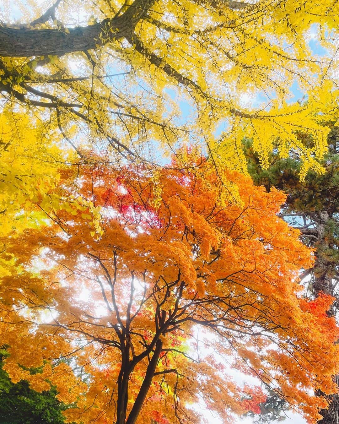 小此木まりさんのインスタグラム写真 - (小此木まりInstagram)「🍂  北海道から帰るとき いつも少しだけさみしい。  きっとなにか ご縁のある土地なのだと 想っております  木々が色付いて 綺麗だった！  お寿司も 美味しかった！  また、来年^ ^ ありがとうございました  🌝  #北海道 #札幌 #いちょう並木  #空  #お寿司 #時計台 #大通り公園 #テレビ塔  #🍁」10月28日 23時07分 - mariokonogi