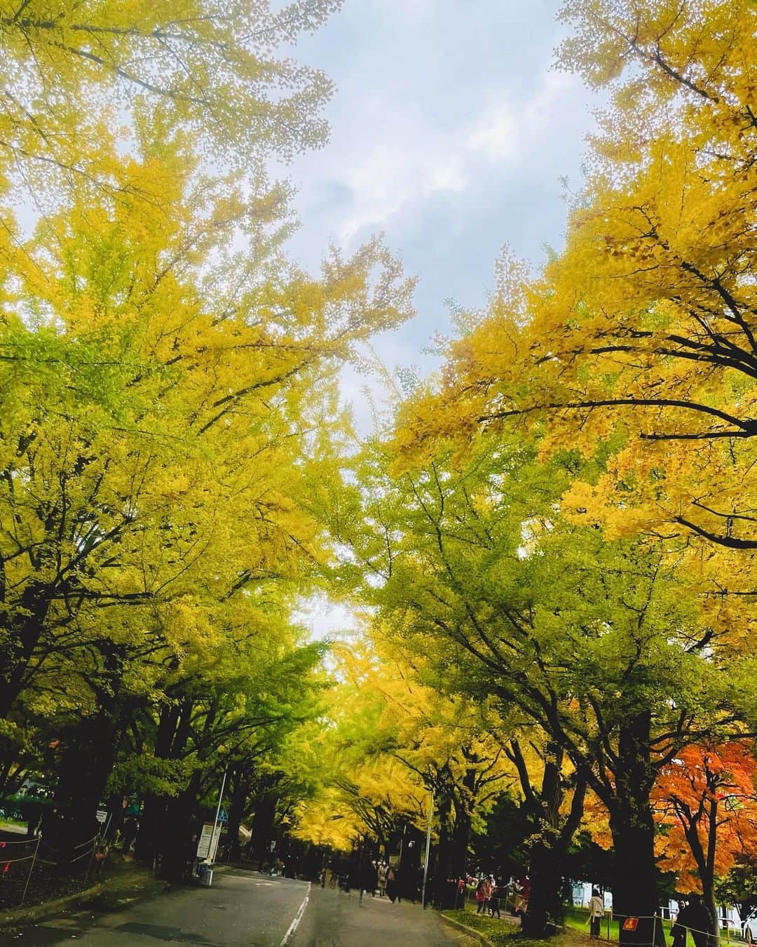 小此木まりさんのインスタグラム写真 - (小此木まりInstagram)「🍂  北海道から帰るとき いつも少しだけさみしい。  きっとなにか ご縁のある土地なのだと 想っております  木々が色付いて 綺麗だった！  お寿司も 美味しかった！  また、来年^ ^ ありがとうございました  🌝  #北海道 #札幌 #いちょう並木  #空  #お寿司 #時計台 #大通り公園 #テレビ塔  #🍁」10月28日 23時07分 - mariokonogi