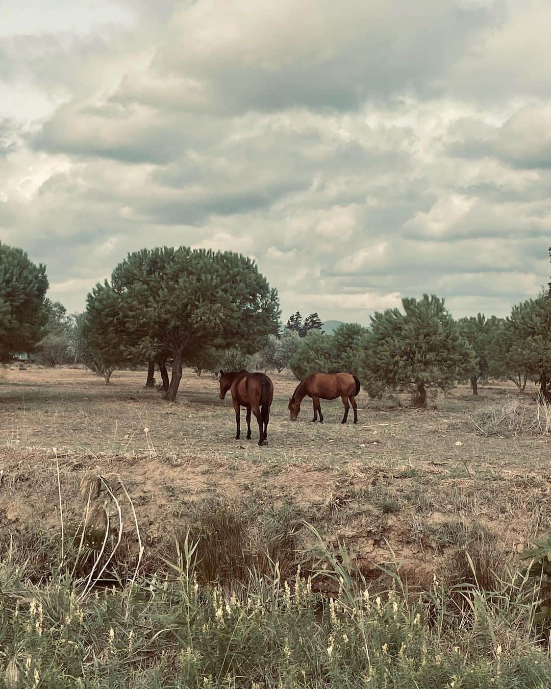 Stella Egittoさんのインスタグラム写真 - (Stella EgittoInstagram)「Maremma bellezza. . . . #maremmatoscana」10月28日 23時01分 - stellaegitto
