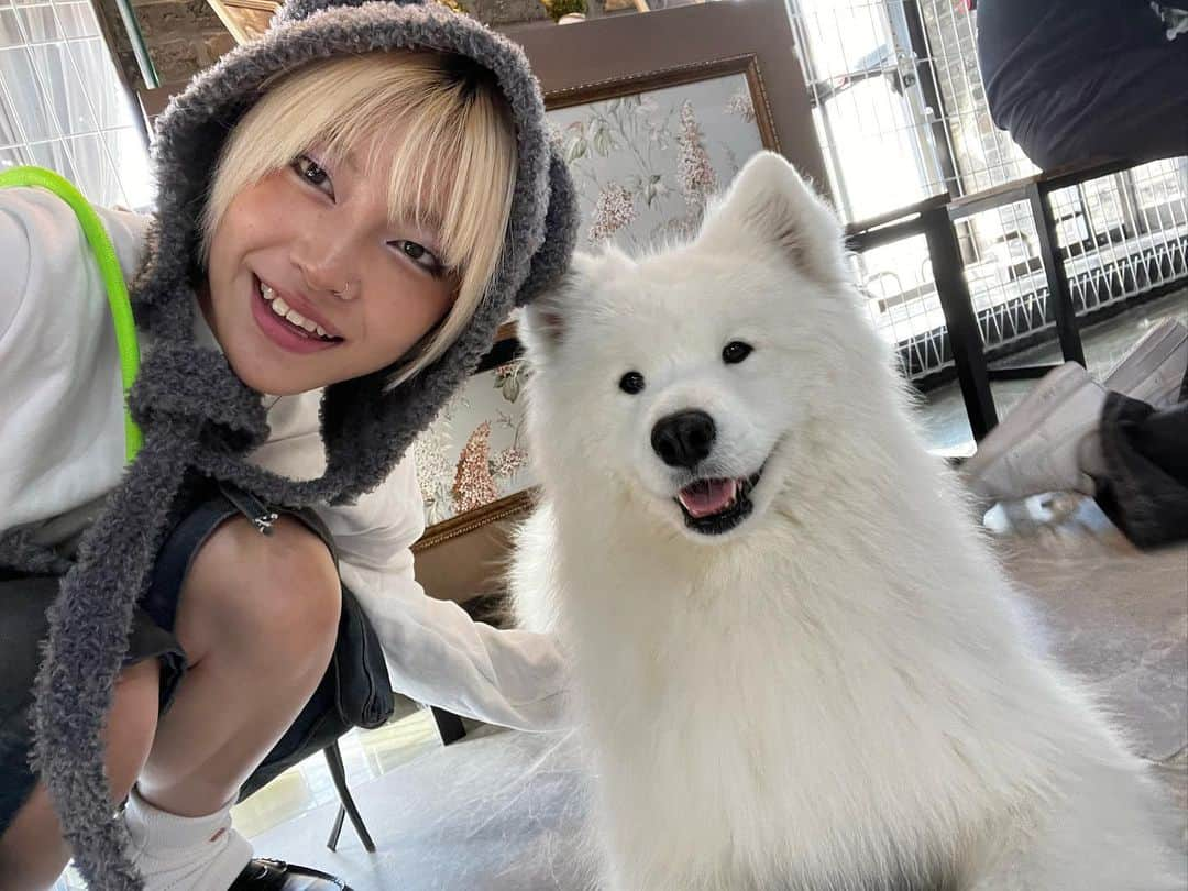 天沢璃人（RITO）のインスタグラム：「. 念願の大きなぼふぼふわんちゃん🐶♡  Samoyed Cafe 'Winters Village'」