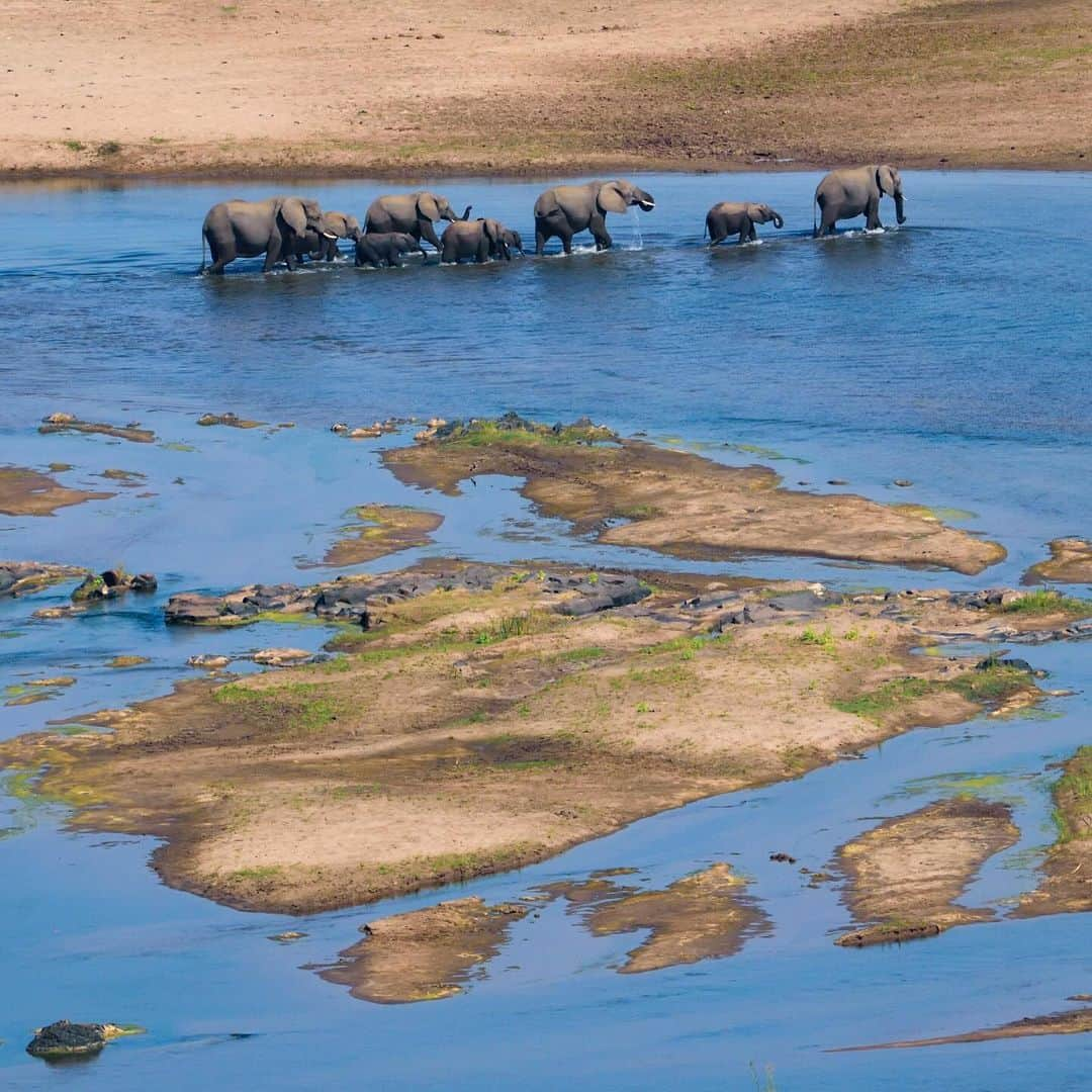 Keith Ladzinskiのインスタグラム：「Elephants crossing the aptly named olifant rivier, Kruger National Park, @southafrica」