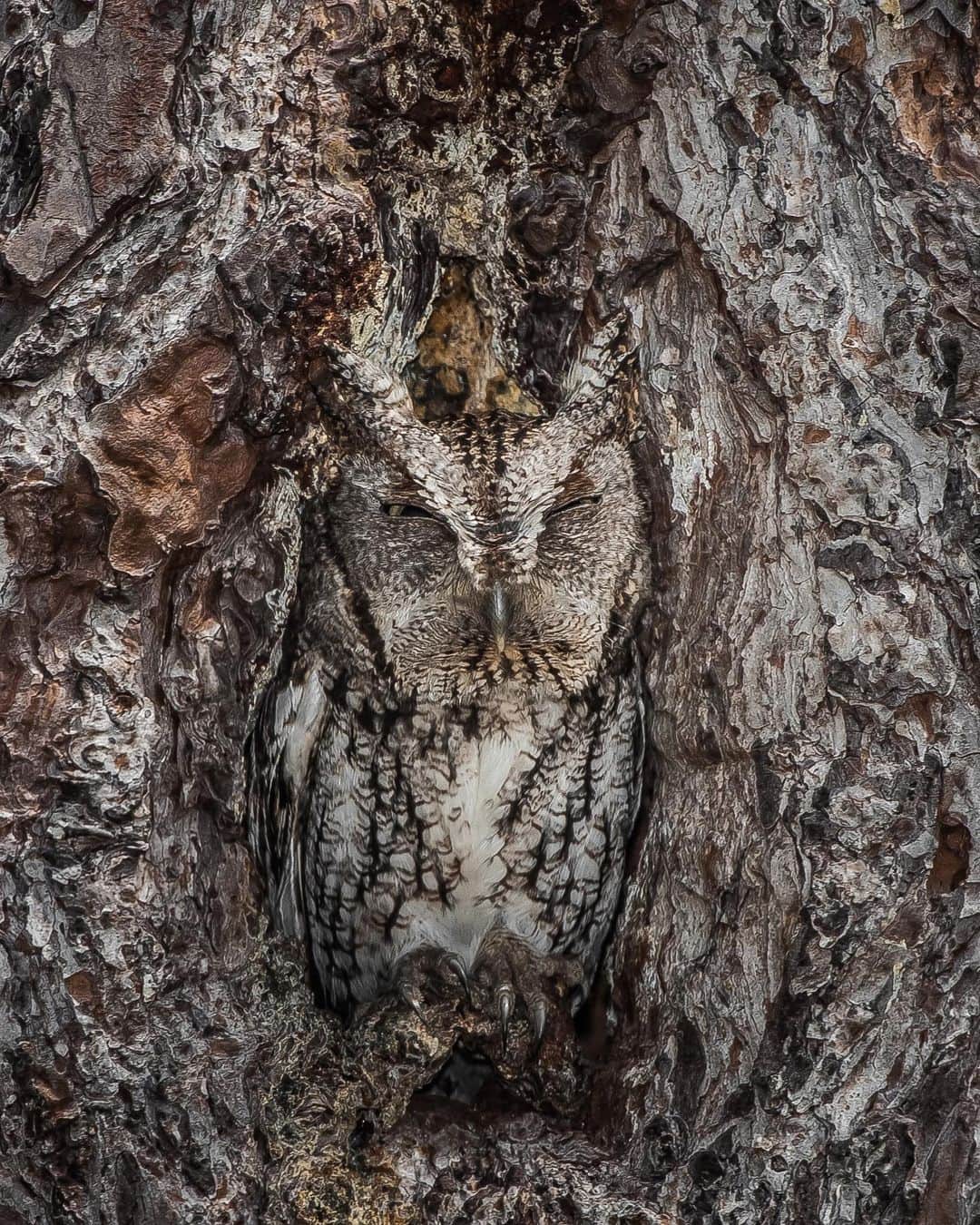 のインスタグラム：「The eastern screech owl is a master of disguise. You better have a sharp eye to spot these birds of prey, which like to nest in tree cavities.    Photo at Okefenokee National Wildlife Refuge by Graham McGeorge    #owl #birding #publiclands #wildlife   Alt Text: An owl chilling inside the cavity of a tree and blending in with the bark.」