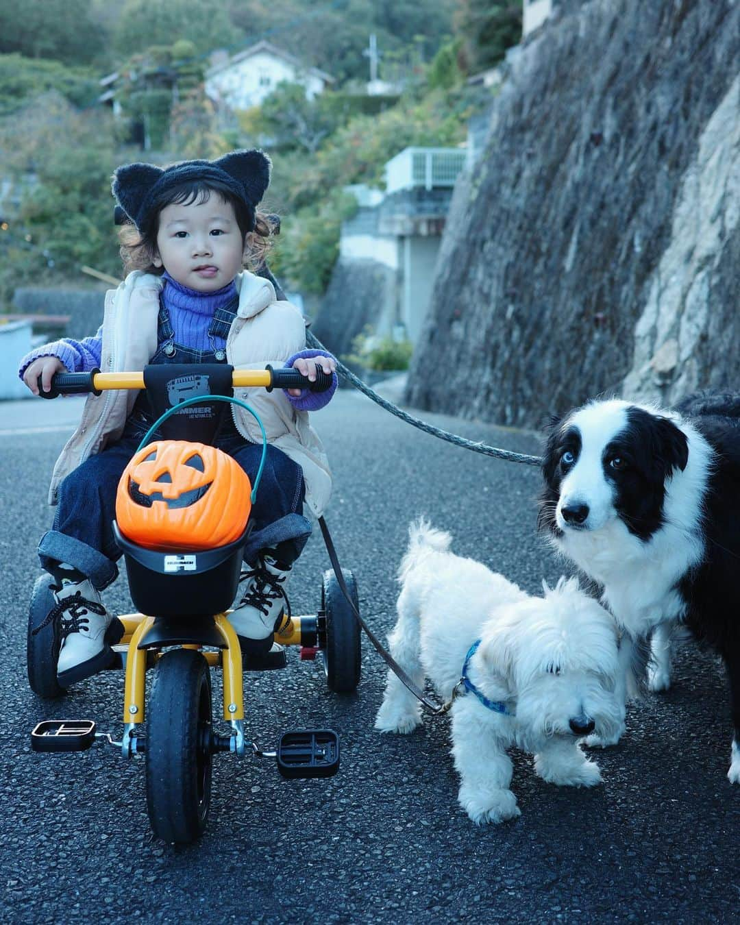 MIYUのインスタグラム：「⁡ ⁡ ⁡ お菓子もらう気満々な2歳児🍭 ⁡ トリックオアトリート！ トリックオアトリート？ ⁡ ってずっと練習してたけど まだ言う瞬間には遭遇してない(笑) ⁡ ⁡ ⁡」