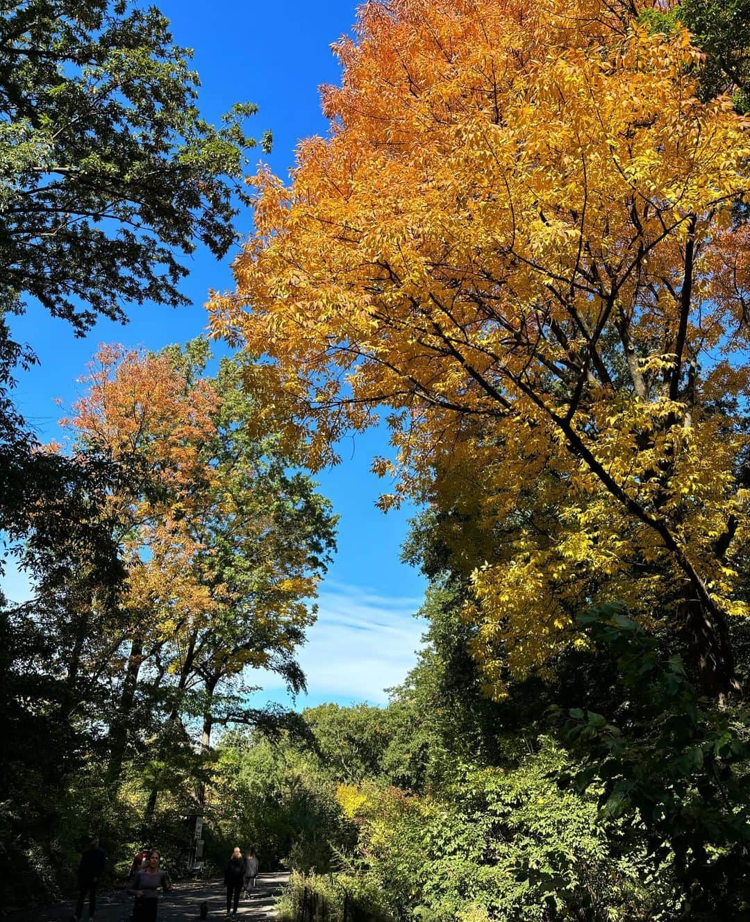 メラニー・サイクスさんのインスタグラム写真 - (メラニー・サイクスInstagram)「So much to see, so little time 😁🥰💫❤️  #centralpark  #guggenheim  #metropolitanmuseumofart  #autumnvibes🍁  #newyork #blueskies #newyork  @saralincmarr what fun we are having 🤸🏽‍♂️ 🥰❤️💫 thanks a million for everything xxxx」10月29日 0時48分 - msmelaniesykes