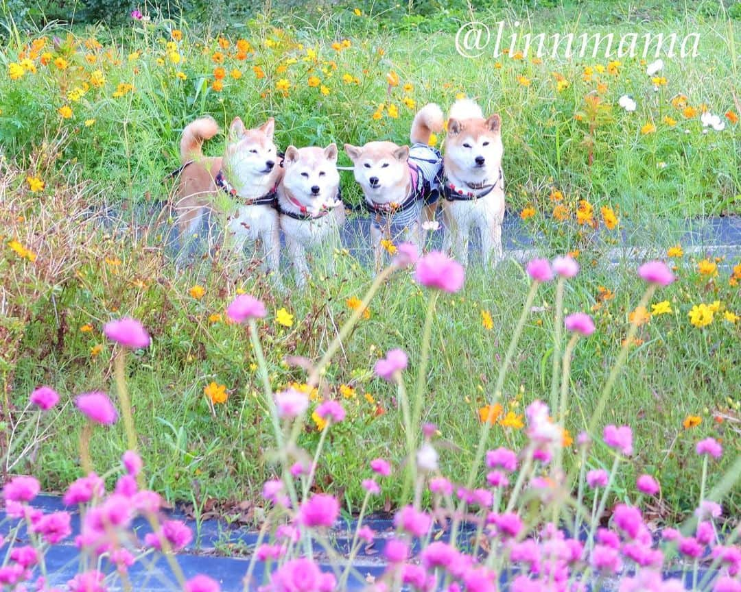 linnmamaのインスタグラム：「麗の断脚手術から1ヶ月たちました😍〜きっと痛かったり辛かったりもあったと思うけど、現実をしっかり受け入れて、頑張ってくれました👏〜手術と1回目の抗がん剤治療を経て、やっと食欲も戻ってきて、大仕事💩も順調です😍〜これからどんなことが起きるのかわからないけど、なるべくいつも通りにできるように、麗を全力で応援したいと思います📣〜散歩もみんなと一緒に行けるようになりました🐾〜①②夕方散歩の公園で見つけたコスモス🌸🌼、千日紅🩷の優しい色の花たちと〜ふつうに花活できてることがうれしい😊 ＊ ＊ ＊ #柴犬#dog #柴犬凜の勇気凜々every day  #多頭飼い  #shibastagram #my_eos_photo  #eosr6#eosr10 #ドッグフォトグラファーズ #iphone12#iphone12promax  #夕方散歩 #花活 #写活 #コスモス #千日紅 #戸田川緑地  #2024凜ファミリーカレンダー発売中  #プロフィール欄からどうぞ  #Amazon、楽天でも販売中」