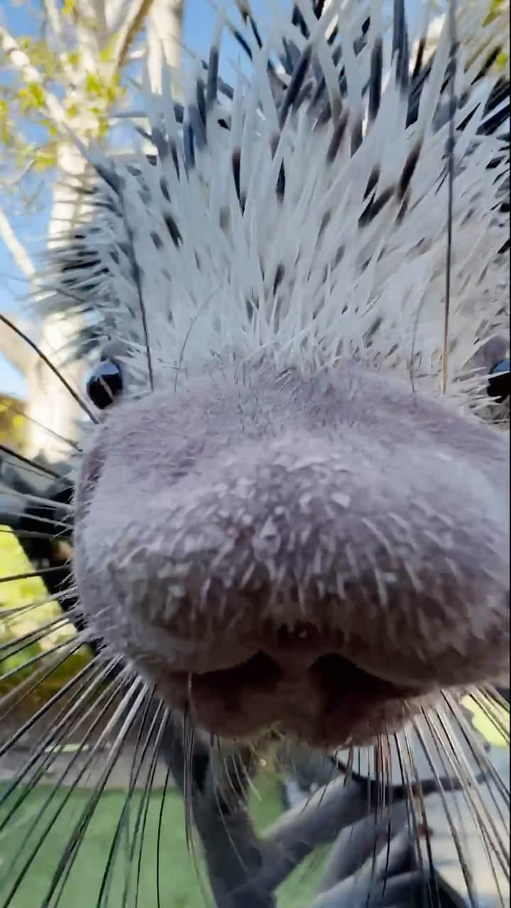 San Diego Zooのインスタグラム：「🛑 HALT 🛑 Who nose there?   #Nose #Snoots #Boops #Sniffs #SanDiegoZoo」