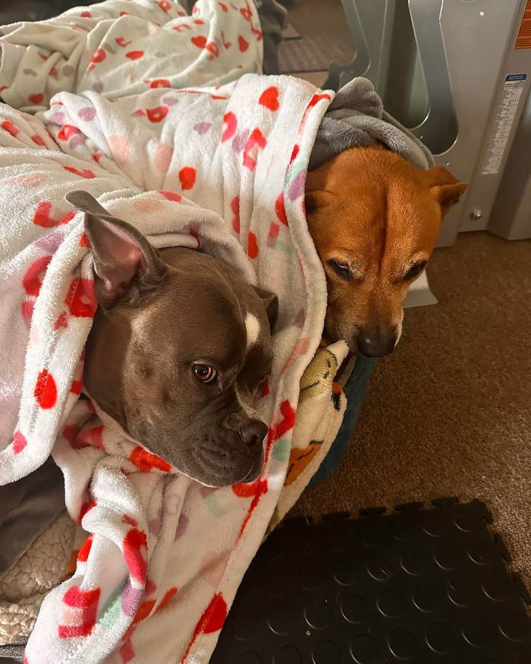 ダニー・トレホさんのインスタグラム写真 - (ダニー・トレホInstagram)「These are my vicious dogs, don’t get near them they might snore on you or ask you to rub their stomach!  #dogs #machete」10月29日 1時19分 - officialdannytrejo