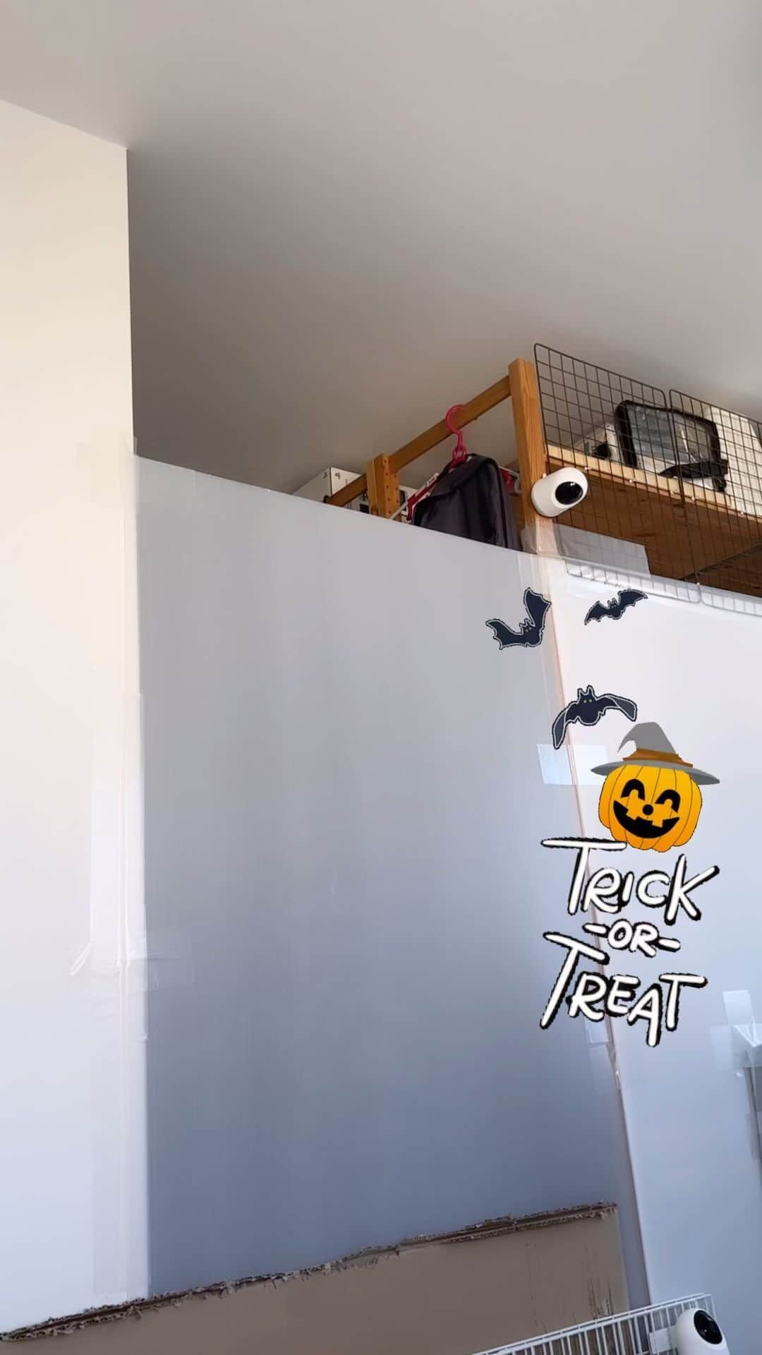 nozomiorideのインスタグラム：「ご飯くれなきゃ、イタズラするぞー🎃👻  まりもんの観察してて覚えちゃったヤツ😑 猫ってヤツはいちど覚えちゃうとダメなんですよね〜 とりあえずの対策にも 果敢にいどむ侘助🤣  ちゃんとした間仕切り作りたいんですけど 猫の切れ目がないもんで、なかなか作れず😂 (いいわけ) プラ板で簡易的にやってるんです  それにしても、初めて突破された😂 2にゃんとも運動神経すごいです  #まりもさん  #人馴れ修業中  #ねこのきもち #猫好きさんと繋がりたい #成猫の魅力を伝えたい  #ねこすたぐらむ  #きじしろ#キジシロ#きじしろ男子 #保護猫」