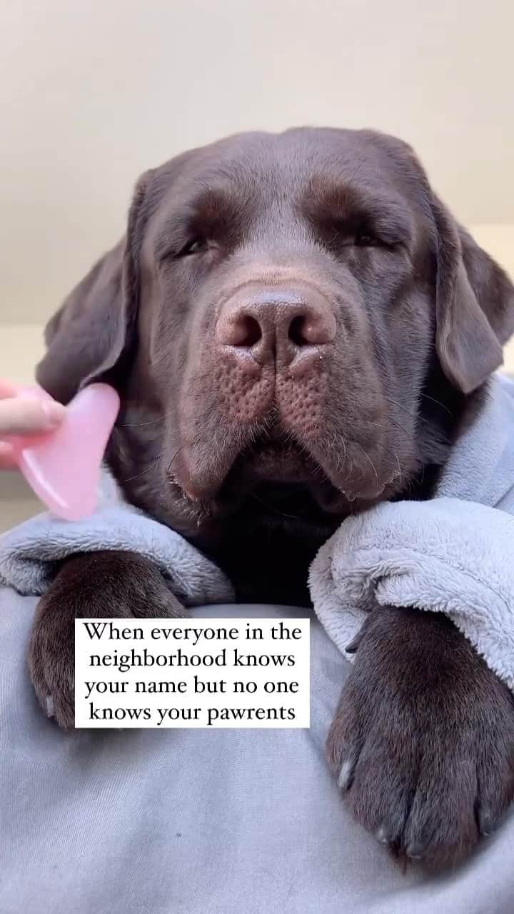 DogsOf Instagramのインスタグラム：「@bojackthelab is Mr. Pawpular 🐻🤎 Do you know the names of the dogs in your neighborhood?  #doglife #neighborhooddogs #pawpularpups #dogsofinstagram」