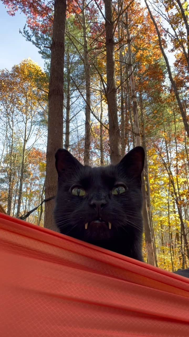 セルジオのインスタグラム：「Would you share a hammock with Monkey? ————————— #monk #monkey #vampirecat #batcat #vampires #teef #blackcatsofinstagram #halloweencat #catfangs #catteeth #catsofinstagram #hammocklife #cathammock #myfurbaby #catmomlife #mykidshavefur #mykidshavepaws #catslife #spoiledcat #catreel #catreels」