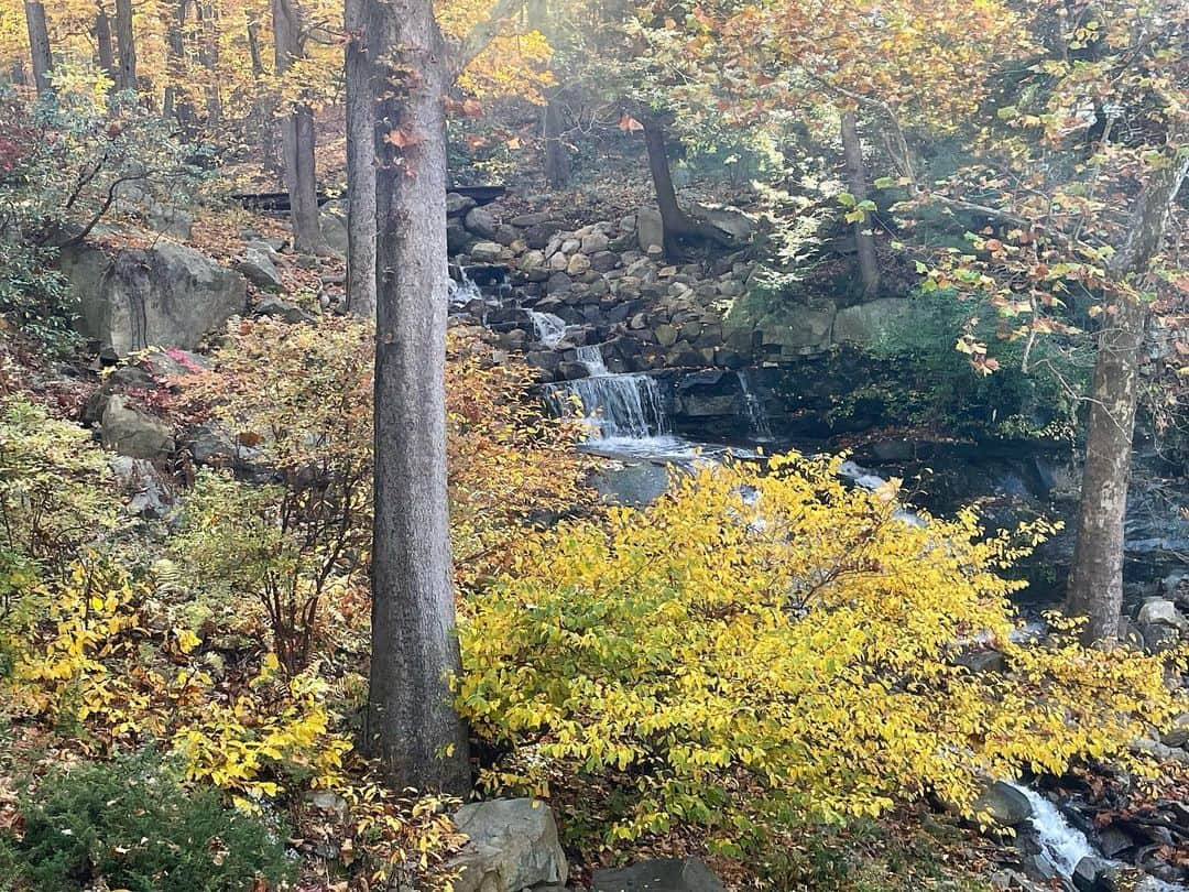 Monday満ちるさんのインスタグラム写真 - (Monday満ちるInstagram)「While the world seems so off kilter, escaped on a drive to admire the kohyoh — autumn leaves — and decided to check out #Manitoga house built by Russell & Mary Wright. Stunning!」10月29日 5時01分 - mondaymichiru