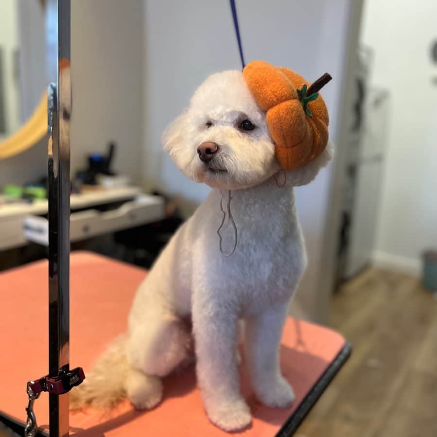 Dogs by Ginaのインスタグラム：「Tofu the maltipoo🎃🧡」