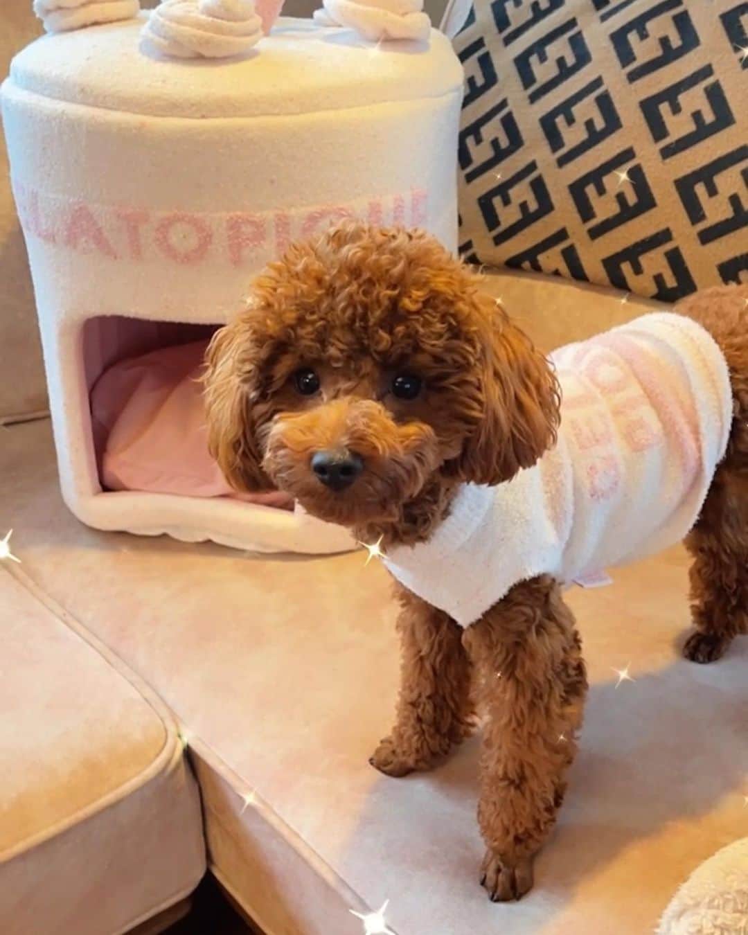 RIIAのインスタグラム：「ソフィアお誕生日おめでとう🎂 大切な家族💓 10/29で1歳になりました🐩 ヤンチャで元気な男の子😂 手が掛かるけど子供みたいで本当に愛おしいの🥺🫶🏻 出逢えて良かった😢 これからもママとパパのそばに居てね😌」