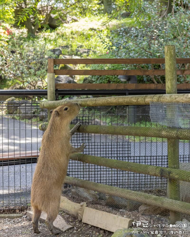 渡辺克仁さんのインスタグラム写真 - (渡辺克仁Instagram)「おはようございます。  #カピバラ #水豚 #capybara #おはよう #昔の写真」10月29日 7時00分 - katsuhito.watanabe