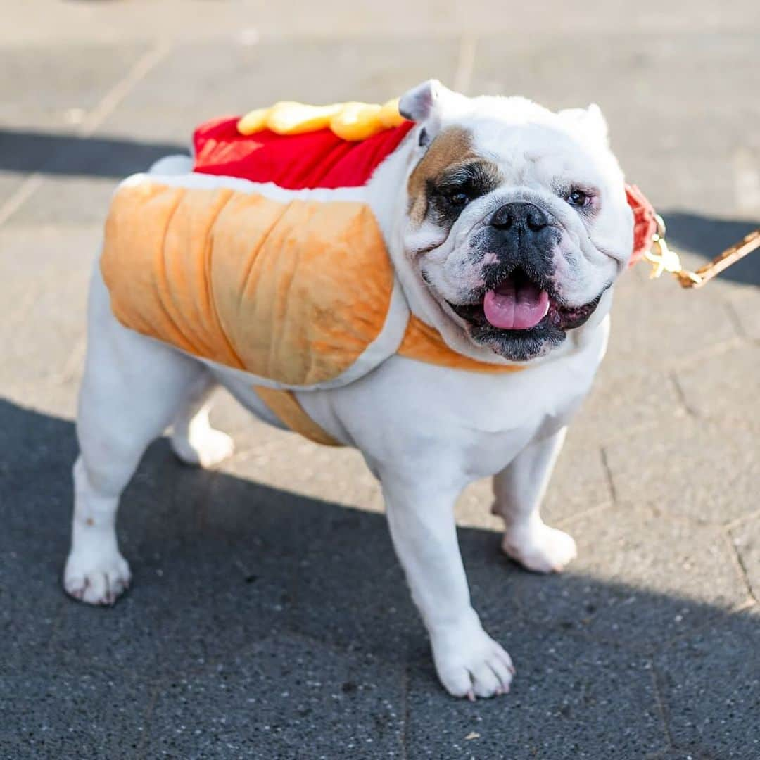 The Dogistのインスタグラム：「Luna, English Bulldog (5 y/o), Washington Square Park, New York, NY • “She’s obsessed with laps. We’ll go to the dog park and she’ll just hop up on strangers’ laps. She goes lap hopping.” @life_of_luna_nyc」