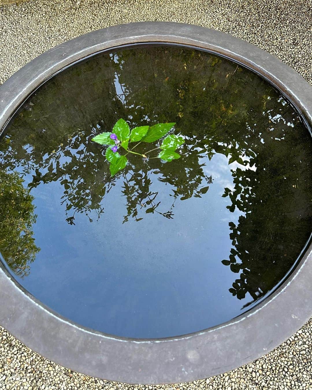 栗原はるみさんのインスタグラム写真 - (栗原はるみInstagram)「みなさんおはようございます。 今、また雨が降りだしました。 昨日は庭の手入れが出来ましたよ〜。セージの葉が色づいてきたので花がきれいなうちに家の中に飾ってみました。最初がラベンダーセージ。次がディスコロールと言う名前のセージです。 また水鉢に浮かべたセージと一緒に映った景色。毎度のことですがきれいですよね？ またヒメビジョザクラが咲きました。本当に小さい花なのでうっかりするとつい見落としてしまいます。 ふと空を見上げたらきれい雲が！みなさんもたまには空を見上げて見てくださいね〜。いいことありますよ〜。 今日も玲児さんの器をご紹介させてください。私と違って個性的でおしゃれなものばかり。彼からはたくさんの器のプレゼントをもらいましたがいつも特別な日ではなく普通の日にいきなりでした。彼のうつわはシンプルな私の食器と合わせるとアクセントになって楽しくなるのです。この３つの器は普段いつも使っています。お浸し、納豆、煮物、炒め物、茹で野菜、サラダなどですが確かに盛ると他の器に入れるよりおしゃれな気がします。器を使う楽しさを玲児さんが教えてくれました。 みなさん昨日は楽しい一日を過ごしましたか？今日も楽しくを忘れないでね〜。 私は原稿のチェックと試作、片付けをやります。 #栗原はるみ  #kuriharaharumi  玲児さんにすべてのことに感謝を。」10月29日 6時57分 - harumi_gram