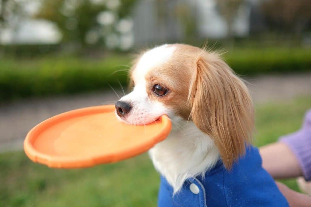 楪望さんのインスタグラム写真 - (楪望Instagram)「* 最近🐕 フライングディスクがお気に入り🥏 * 📷Photo by Erika #ギフト #gift #1歳3ヶ月 #キャバリア #チワワ #キャバチワ #mix犬 #cavalierkingcharlesspaniel #dogsofinstagram #dogstagram #犬 #わんこ #フライングディスク #🐕 #🥏」10月29日 13時04分 - nozomi_yuzuriha_official