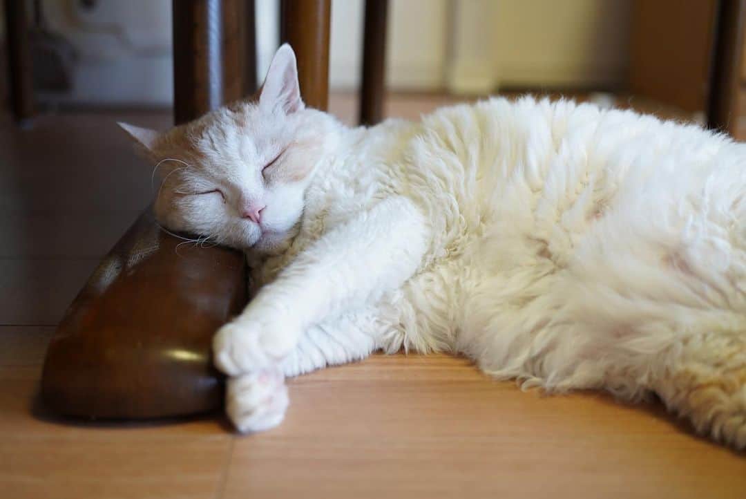 みかんのインスタグラム：「.  雨の朝は、寝るに限るにゃ！ ☔️  #レモン #cat #catstagram」