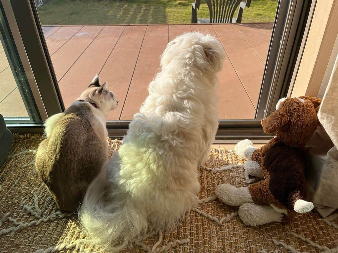 小野真弓さんのインスタグラム写真 - (小野真弓Instagram)「おはようございます☺️ ハナちゃんです🦝❤️  咳が止まらない数日をこえ、、 今日は、少し調子が良い日かな🐾✨ 最近は、稲庭うどんと、 シュークリームにお薬つめるのにハマってます😋  一進一退、、 今日も、好きもの食べて、沢山眠れますように、、  だんだん朝が冷えるようになってきましたね🍁 季節の変わり目 お体ご自愛ください☺️  良い週末を🍀^ ^  #シニア#ハナちゃん #シャンプー#爪切り足裏バリカン #ハルくん #ウインク#アオくん #おしゃべり#ナナちゃん #食いしん坊#くーちゃん#マリ様  #家族募集中#白猫#マリ様  #犬と猫のいる暮らし#犬猫日記」10月29日 8時06分 - hanaharuaroi