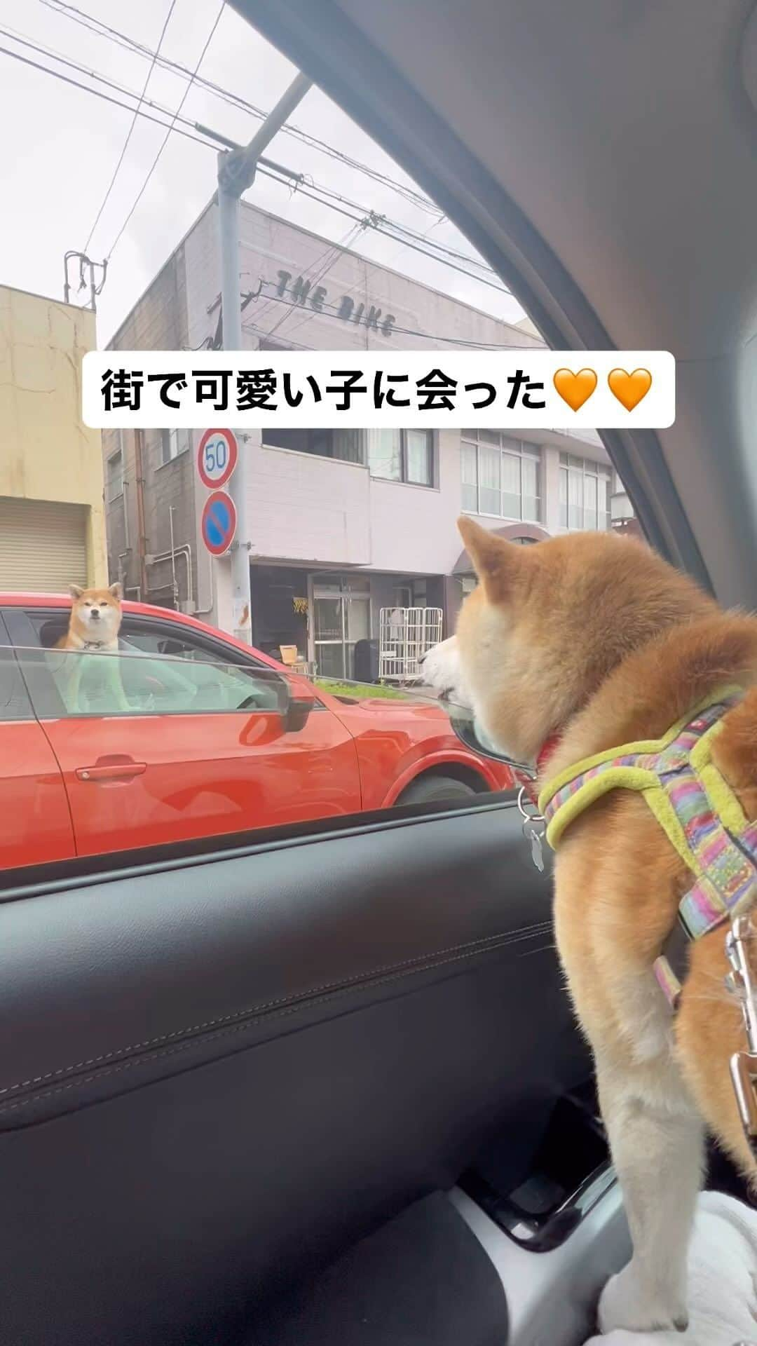 柴犬ハル&保護犬すずのインスタグラム