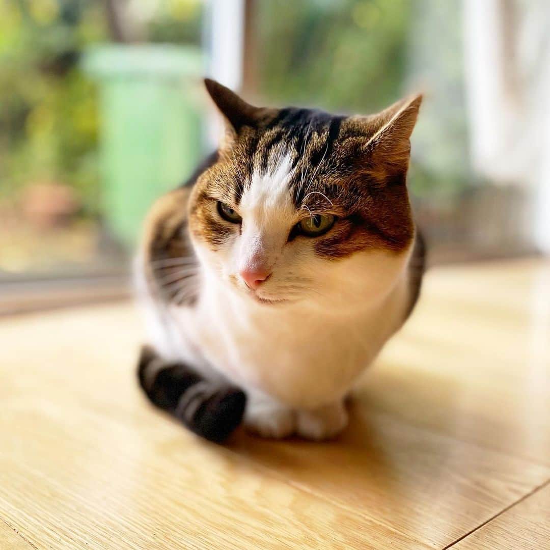 Misty The Moggieのインスタグラム