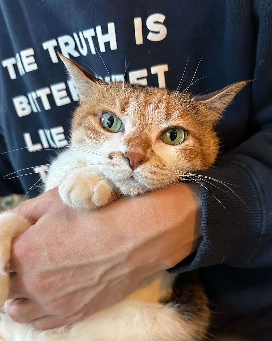 山田稔明のインスタグラム：「おはよ #ポチ実 #三毛猫」