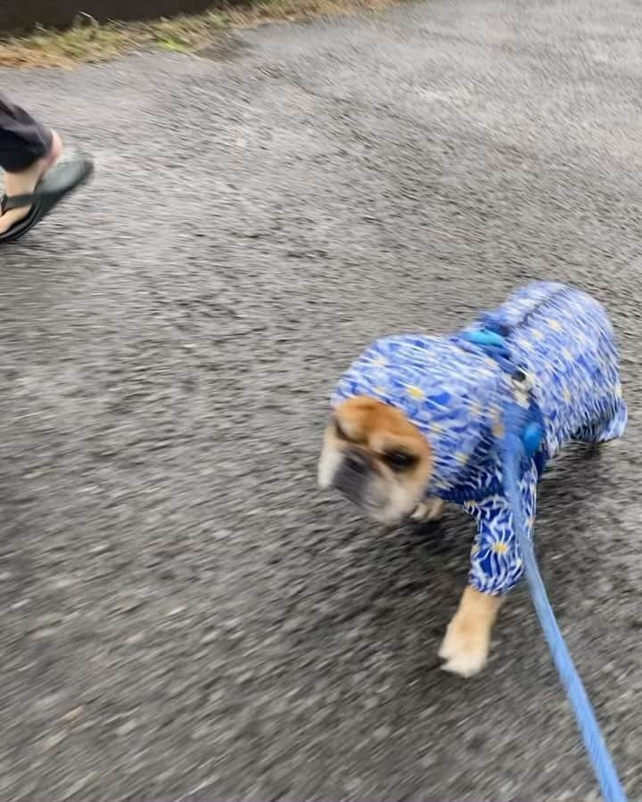 trs0609のインスタグラム：「. . . 今朝の雨ん歩頑張りました〜🐖☔️ . 最近ジュニに全然追いつけないおトーラ🥲 久々にジュニに負けないぞ〜ってえっほえっほ🐖💨頑張る姿見れたよ🥹🩷 . . ②のろのろおトーラをいつも待ってくれるジュニ🥰 ③それぞれ出ました♡うんチングスタイルかわゆ♡ ④細川たかし通りまぁーす🐖💨素通りかぁーい🤣 . .  もう雨あがったよ〜✨ . #みんなで#雨ん歩#嬉しいね #frenchbulldog #frenchies1#frenchieworld #redfawn #tigerbrindle#フレンチブルドッグ #フレブル#フォーン#タイガーブリンドル#多頭飼い#トーラスとジュニパー」