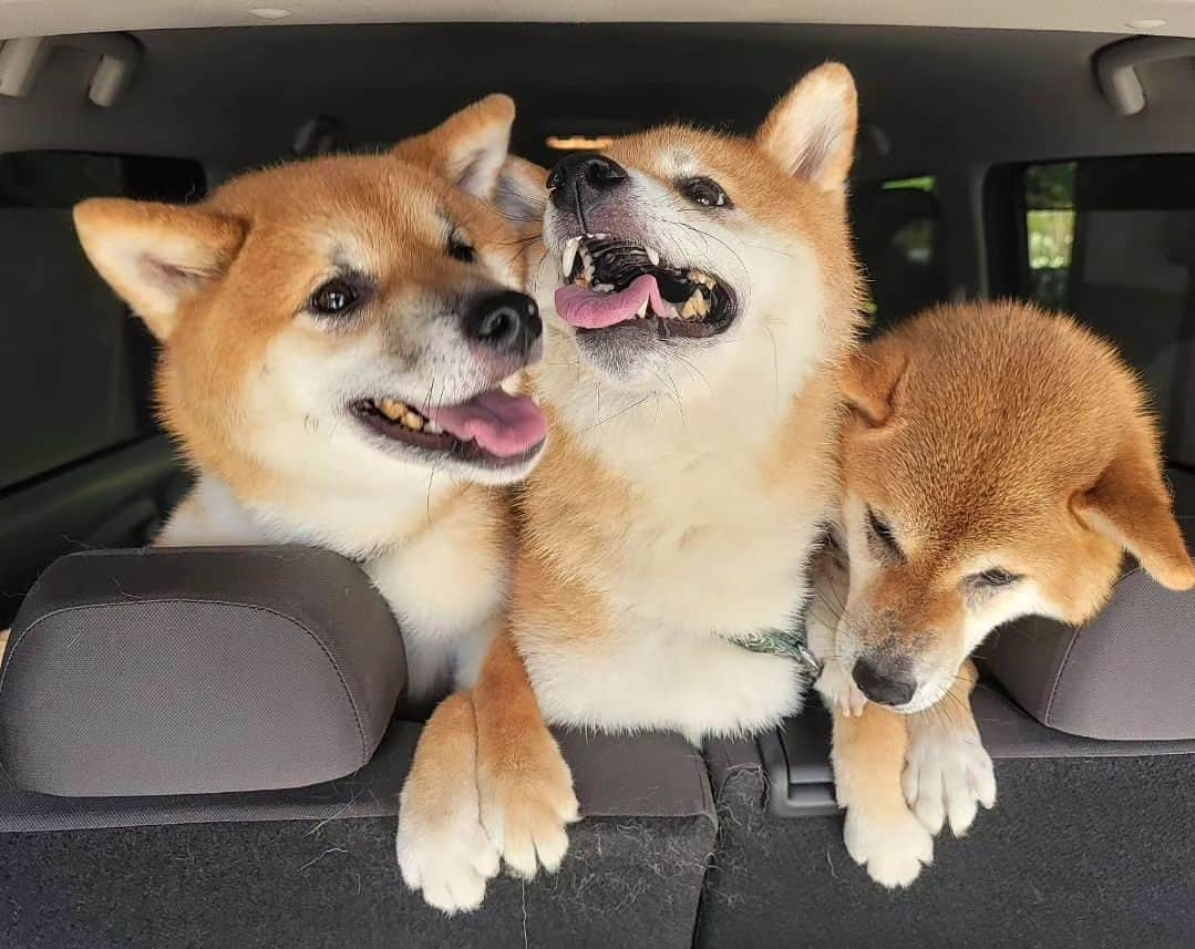 柴犬たま Shibainu Tamaのインスタグラム