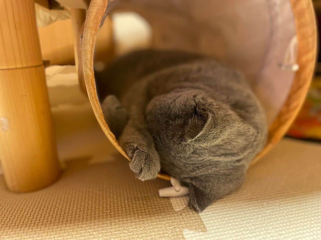 KAORUさんのインスタグラム写真 - (KAORUInstagram)「おはにゃん🤗 朝から #諭吉 だらけをお届けです🥰  朝食後、吐いちゃって心配だったけど 大丈夫だね☺️  #ブリティッシュショートヘア  #猫のいる暮らし」10月29日 10時05分 - yukisaku_88