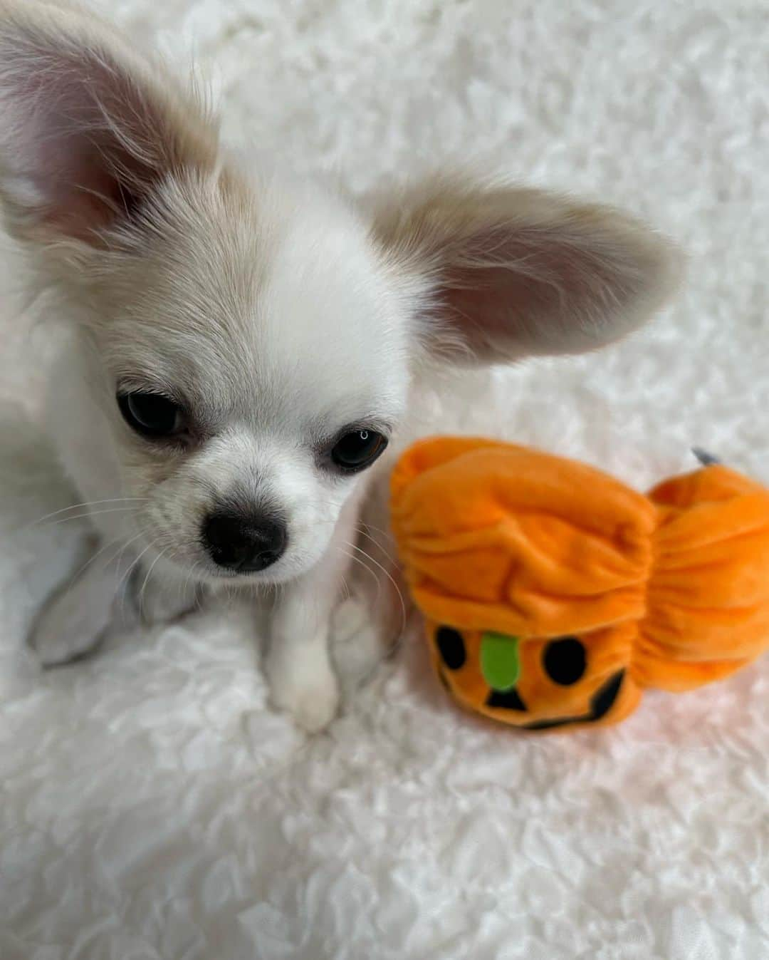 安藤笑さんのインスタグラム写真 - (安藤笑Instagram)「. .  Happy Helloween🐶🍟🎃  . .  #happyhalloween  #2023」10月29日 10時07分 - emichii87