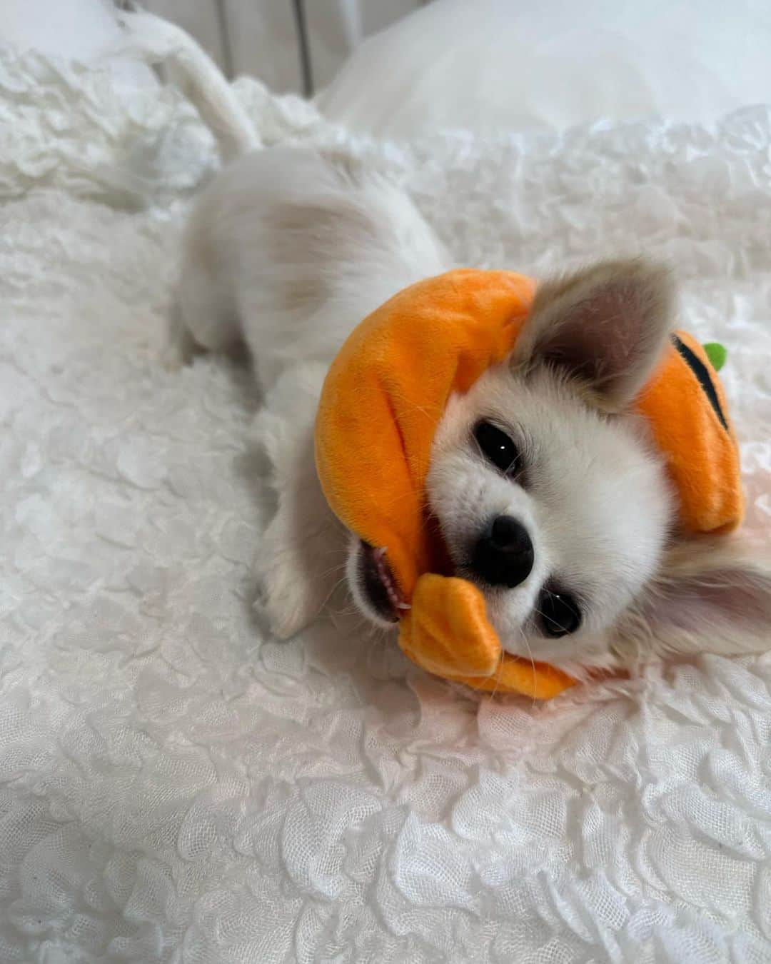 安藤笑さんのインスタグラム写真 - (安藤笑Instagram)「. .  Happy Helloween🐶🍟🎃  . .  #happyhalloween  #2023」10月29日 10時07分 - emichii87