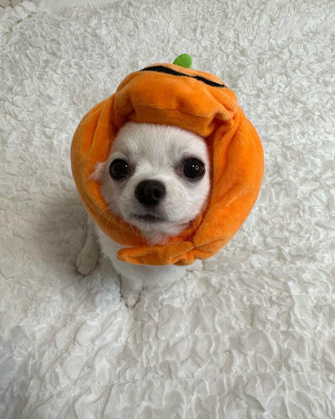 のインスタグラム：「. .  Happy Helloween🐶🍟🎃  . .  #happyhalloween  #2023」