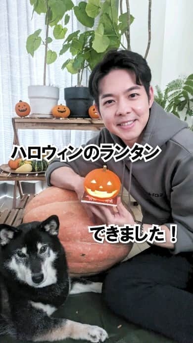 鈴木直道（北海道知事）のインスタグラム：「皆さま、おはようございます☺  ハロウィンのかぼちゃランタンの続きです🎃 刃物を使うので固い皮の部分の切り抜きは注意が必要です🎃 小さな観賞用かぼちゃは15分くらいでできました☺  なかなかかわいらしく作れました☺  さつまいもやかぼちゃ好きのまめは最初興味しんしんでしたが、食べられないとなると見切りも早い…笑  この20キロの大玉かぼちゃで作ってみたらどうなるのかなと思いましたが、さすがにあきらめました💦  手間をかけた分、かぼちゃランタンを眺めてほっこりしています🤗 これ、どのくらい長持ちするのでしょうか？？  #ハロウィン #ジャックオーランタン #ランタン作り  #かぼちゃ #おもちゃかぼちゃ #観賞用かぼちゃ  #ハロウィンパーティー #夕張メロンパーカー #月形町 #北海道ラブ #北海道 #北海道知事 #鈴木直道 #鈴木知事 #柴犬 #黒柴 #黒柴犬 #犬のいる暮らし #柴犬のいる暮らし #犬 #dog #doggy  #hokkaidolove #hokkaido #suzukinaomichi」