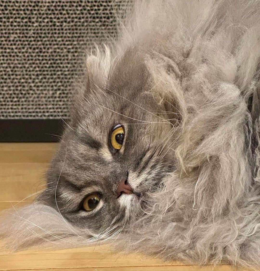 のインスタグラム：「#ぽてと」