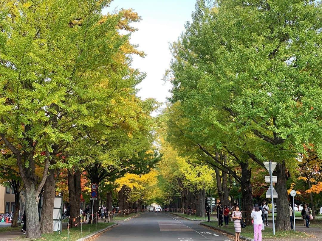 職人.comのインスタグラム：「【紅葉シーズンの北海道、雪虫にご注意を】  小樽ショールームの窓から見える建物の蔦が赤く色づき大変美しい今日このごろ、札幌市内も紅葉のベストシーズンを迎えています。こちらの写真は札幌駅から程近い北大キャンパス内の様子です。澄んだ空気の中、暖色に色づいた木々を眺めながらのお散歩は至福と言えます。札幌市内には北大キャンパスのほかにも、中島公園や真駒内（まこまない）公園、道内有数の温泉地でもある定山渓（じょうざんけい）など、美しい紅葉スポットがたくさんありますので、紅葉狩りドライブもおすすめです。  しかし今年、北海道の短い秋を楽しむ我々の悩みの種となっているのが「雪虫」の大量発生です。雪虫はアブラムシの一種で、体から白くふわふわとした蝋物質が分泌されるため、風邪になびかれながら空中を飛ぶ姿がまるで雪のように見えます。北海道では、初雪が降る少し前にこの雪虫が見られることから、冬の訪れを知らせる風物詩とされています。なので例年どおりであれば、今年もこの季節が来たねという会話にとどまるわけなのですが、特に今年は夏の猛暑の影響なのか大量発生しており、連日道内各地のニュースをにぎわせています。  雪虫が人間を直接的に攻撃することはありませんが、歩いていると目や口に入ったり、服に大量に付着したりと意外と厄介です。雪虫はとても熱に弱い虫で人肌くらいの熱でも弱ってしまうようで、また飛ぶ力も弱いため服などに一旦付着するとそのまま死んでしまうため、放っておいても飛び立ってはくれません。完全に防御することはできませんが、気になる方はマスクなどを着用するのをお勧めします。また特に飲食店などに入る前には、一度ご自身やご友人の髪や服などを確認し、知らず知らずのうちに連れてきてしまった雪虫たちを払い落とし、お店の中に運び込まないように気を付けていきましょう。  小樽ショールーム https://www.shokunin.com/jp/showroom/otaru.html  参考資料 https://ja.wikipedia.org/wiki/雪虫 https://www3.nhk.or.jp/sapporo-news/20231026/7000061985.html  @shokunincom  #職人ドットコム #京都市 #上京区 #中京区 #西陣 #キッチン用品 #調理道具 #調理器具 #料理道具 #台所道具 #日本の手仕事 #民芸 #民藝 #北海道大学キャンパス #北大キャンバス #雪虫 #ゆきむし」