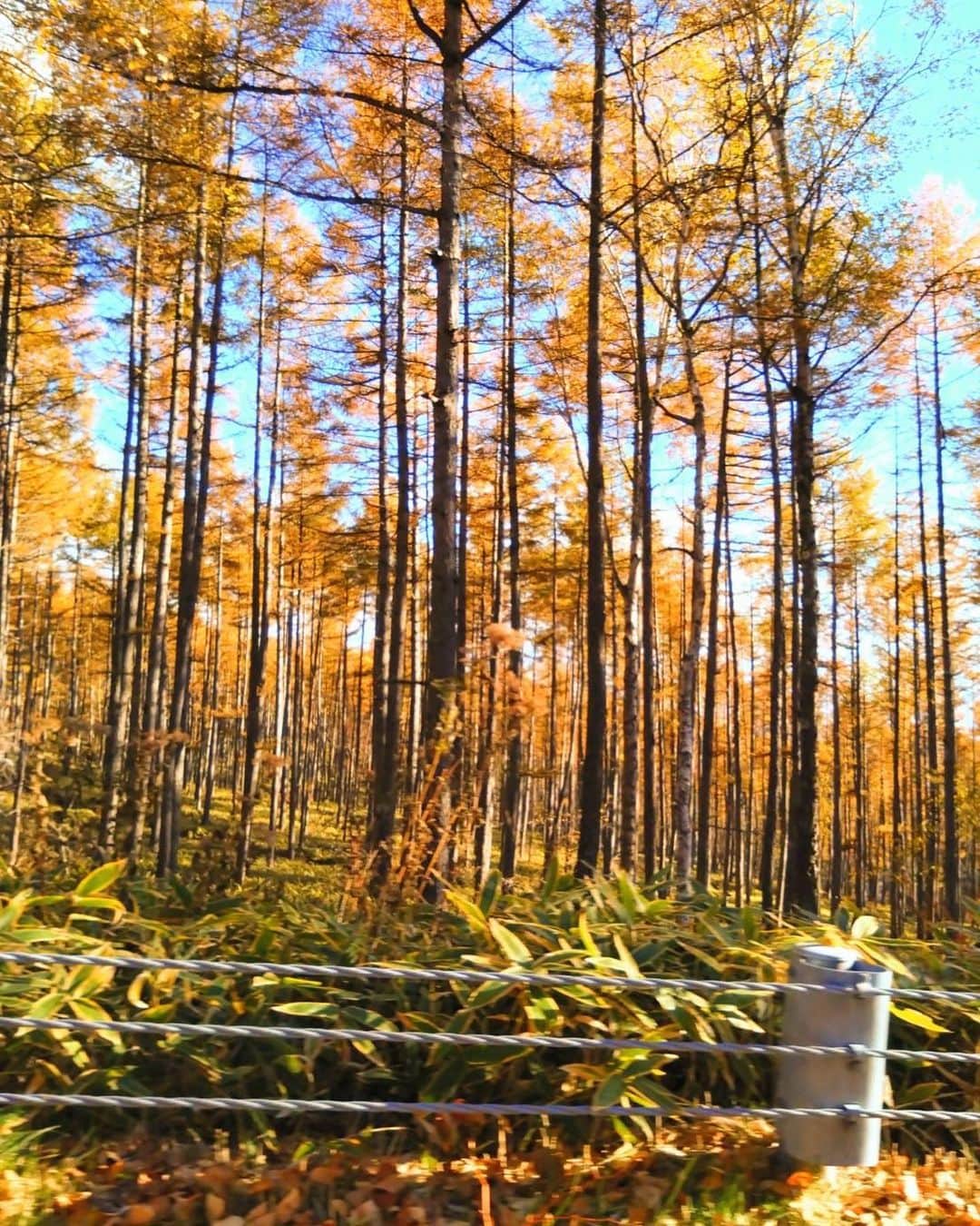 辻凌志朗のインスタグラム：「母から送られて来た紅葉の写真🍁 もうそんな時期なのか…  作品中はその時代に没入するから、 知らぬ間に現実世界がモノクロに見えてる事があるけど、 色彩を感じる事でホッと一息つける。。  #紅葉 #そう言えばもうハロウィンか」
