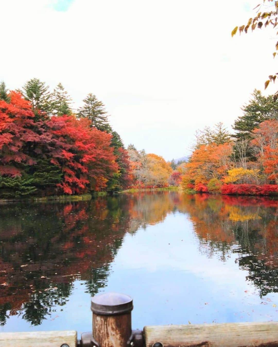 辻凌志朗さんのインスタグラム写真 - (辻凌志朗Instagram)「母から送られて来た紅葉の写真🍁 もうそんな時期なのか…  作品中はその時代に没入するから、 知らぬ間に現実世界がモノクロに見えてる事があるけど、 色彩を感じる事でホッと一息つける。。  #紅葉 #そう言えばもうハロウィンか」10月29日 11時21分 - ryoshirotsuji_official