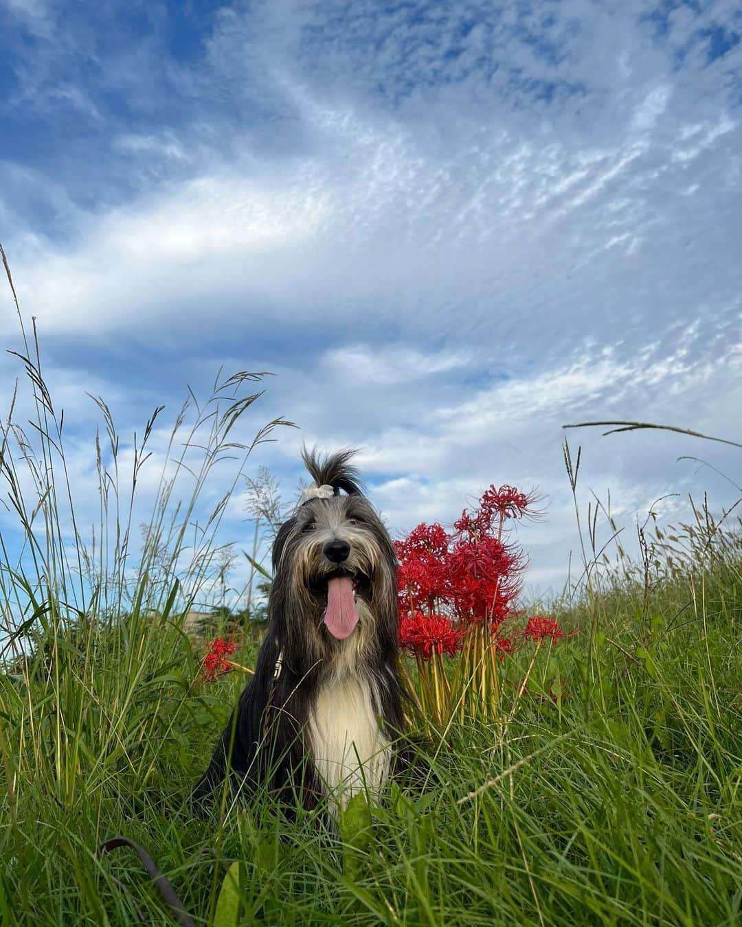 kei515yuさんのインスタグラム写真 - (kei515yuInstagram)「昨日の空。  #ビアデッドコリー #ビアディ #beardedcollie #akaribeardie #beardie #beardedcolliesofinstagram #puppydog #puppygram  #petscorner #insta_animaluy #dog_ofinstagram #insta_dogs #igdog #topdogphoto #repost_ezyjp #weeklyfluff #dog_features #excellent_dogs #pecoいぬ部 #飛鳥犬舎」10月5日 20時23分 - kei515yu