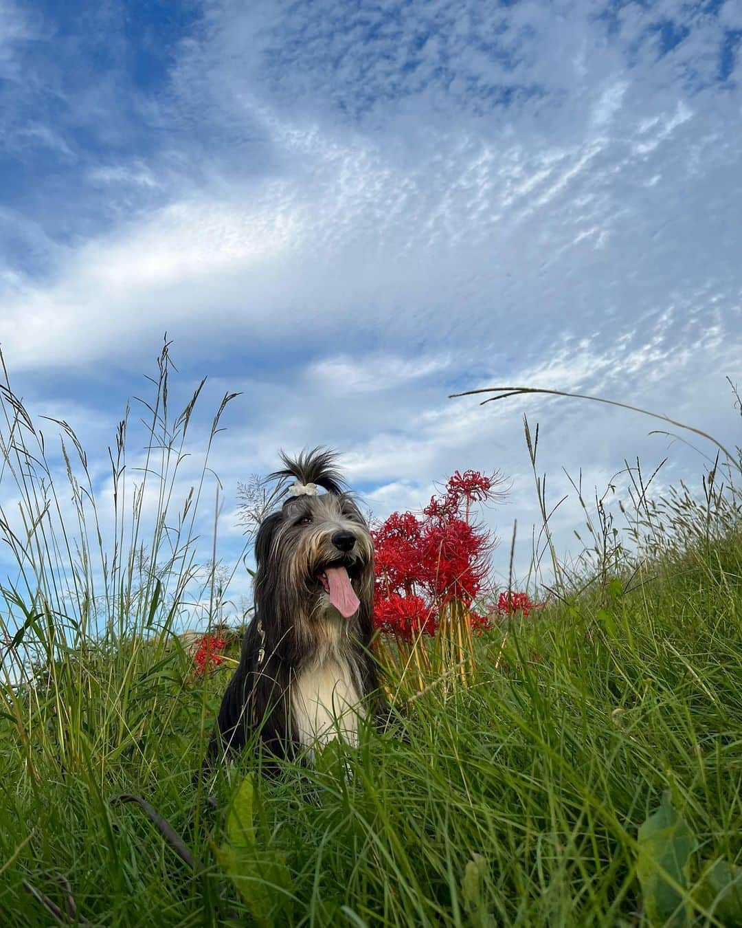 kei515yuさんのインスタグラム写真 - (kei515yuInstagram)「昨日の空。  #ビアデッドコリー #ビアディ #beardedcollie #akaribeardie #beardie #beardedcolliesofinstagram #puppydog #puppygram  #petscorner #insta_animaluy #dog_ofinstagram #insta_dogs #igdog #topdogphoto #repost_ezyjp #weeklyfluff #dog_features #excellent_dogs #pecoいぬ部 #飛鳥犬舎」10月5日 20時23分 - kei515yu