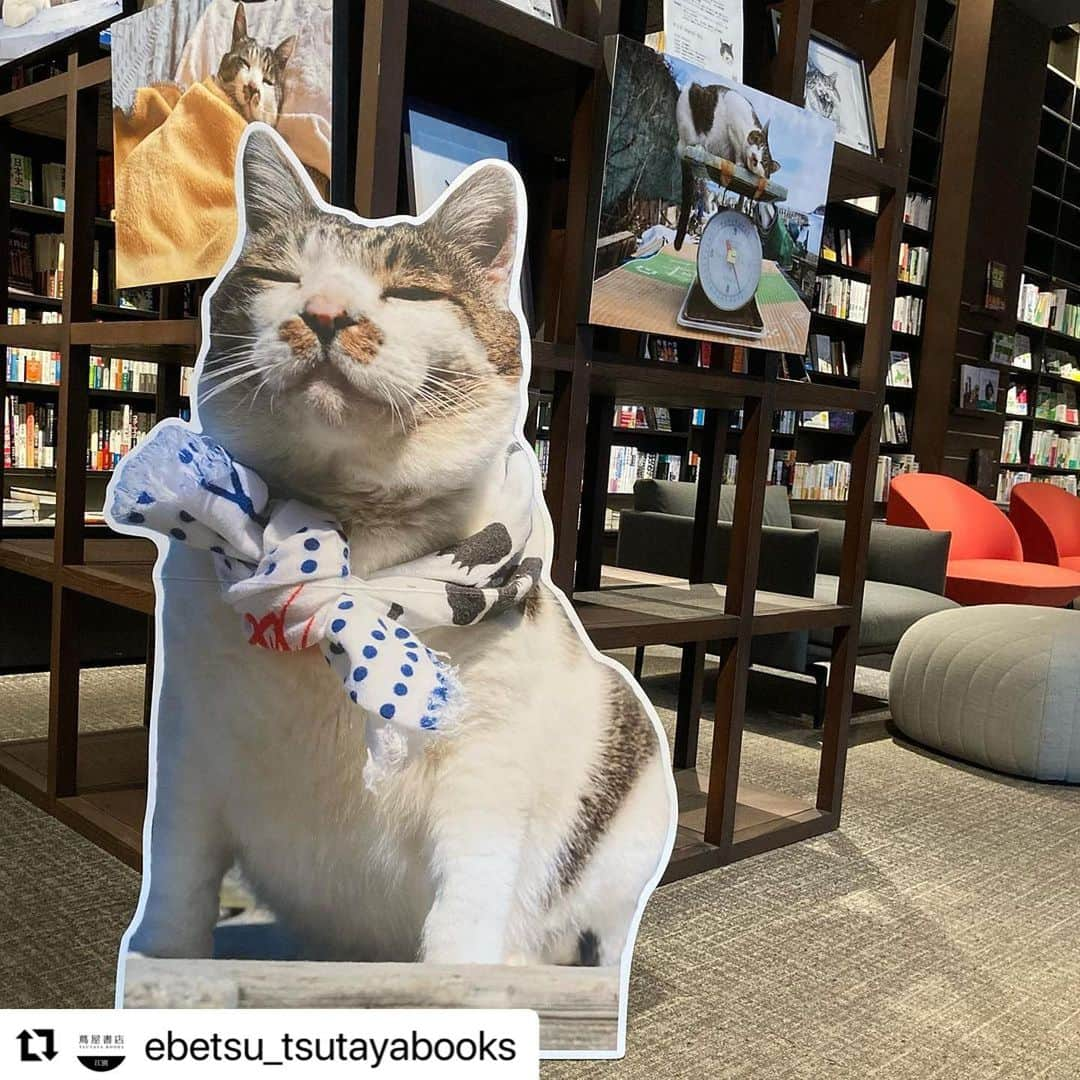 土肥美帆のインスタグラム：「😸 ・ 江別蔦屋書店さんで ケンジフェアしてます。 15日まで！ デッカイケンジパネルが 待ってるべや(=･ω･=)❤️  #Repost @ebetsu_tsutayabooks with @use.repost ・・・ . 【知の棟フェア】 先日は「みんなケンジでご機嫌だべや」出版記念イベントに多くの方にお越しいただきありがとうございました😊  『みんなケンジでご機嫌だべや』発売記念 パネル展＆ケンジグッズ販売イベント開催中です🎉  大きなケンジのパネルが出迎えてくれます！ 今回は絵画の販売もございます。 みんなに好かれる癒しのケンジをお楽しみください😊  ケンジ商店よりケンジグッズの販売もしておりますので、是非お立ち寄りください。  ⚪︎会期：10月1日(日)〜10月15日(日) ⚪︎時間：9:00〜22:00 　(最終日は時間変更の場合がございます)  ⚪︎場所：パネル展&絵画 : 知の棟2階 　　　　ケンジ商店: 知の棟1 階レジカウンター前  みなさまのご来店をお待ちしております。  #ケンジ #みんなケンジでご機嫌だべや #土肥美帆 #猫 #猫写真 #猫写真展 #北海道の猫 #河出書房新社 #ケンジ商店 #江別 #江別蔦屋書店 #江別蔦屋書店知の棟フェア」