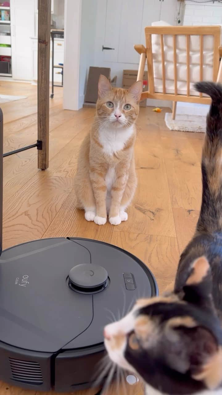 Aww Clubのインスタグラム：「Cats are lovable companions at home, but they also drive us crazy sometimes…especially during shedding season! 😫 but don’t worry because the @eufyclean X8 Pro robotic vacuum will help you pick up dirt and pet hair with its high-density bristles, and also self-clean at the same time!  Tap link in bio to learn more about the X8 Pro robotic vacuum!  📹 @pesto.theorangetabby  #Meowed #EUFY #eufyCleanX8Pro #cat #ad」