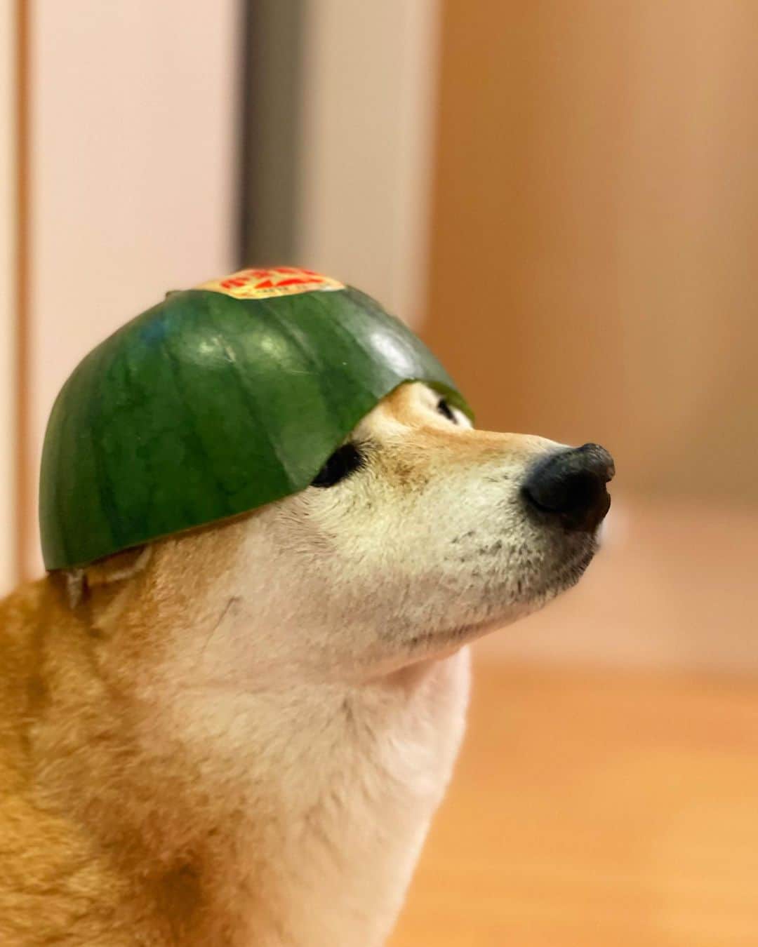 マロたんさんのインスタグラム写真 - (マロたんInstagram)「今年最後だし🍉首への負担を考えて浅めで被っといたわ #shiba #shibainu #柴犬」10月5日 19時02分 - minapple