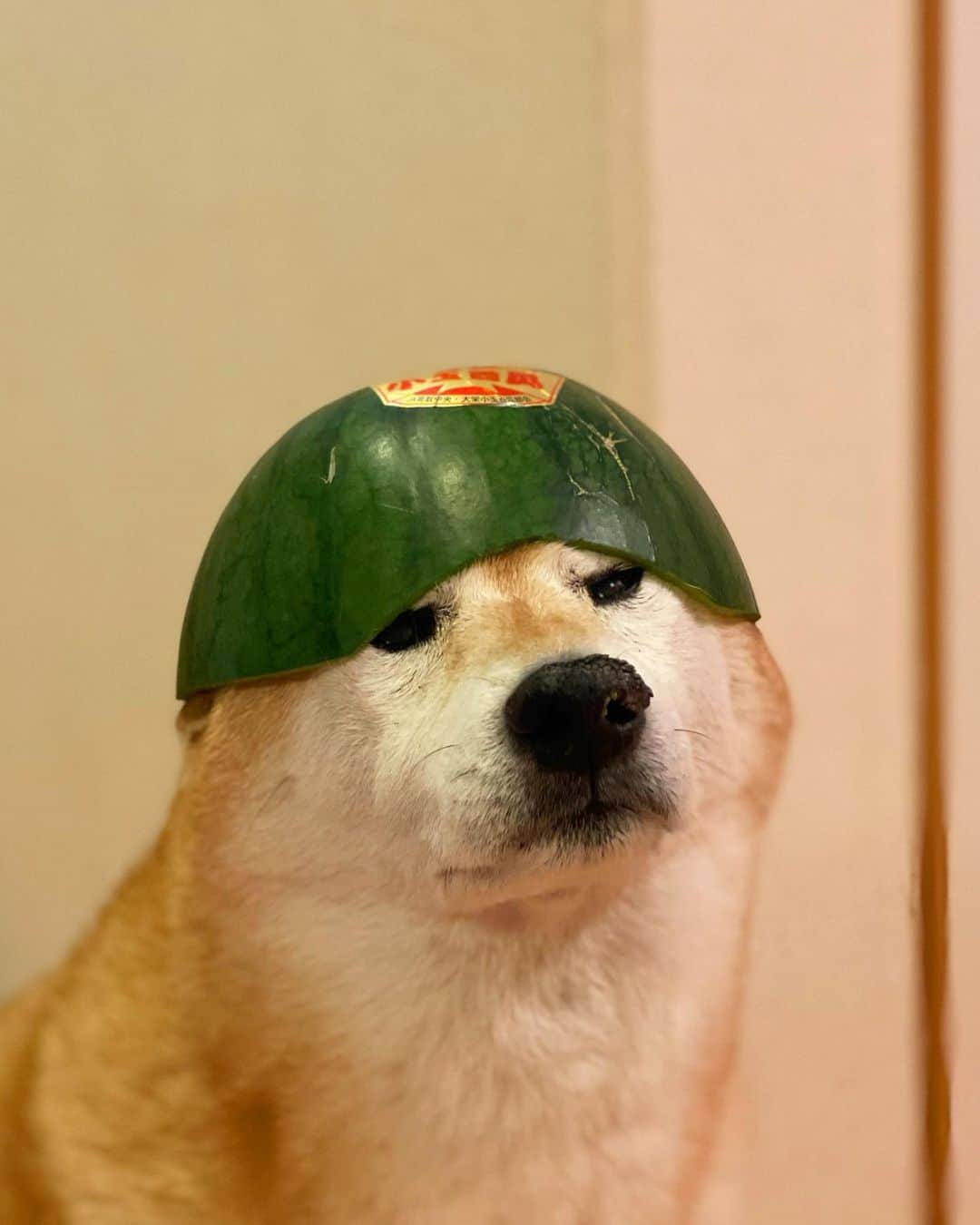 マロたんのインスタグラム：「今年最後だし🍉首への負担を考えて浅めで被っといたわ #shiba #shibainu #柴犬」