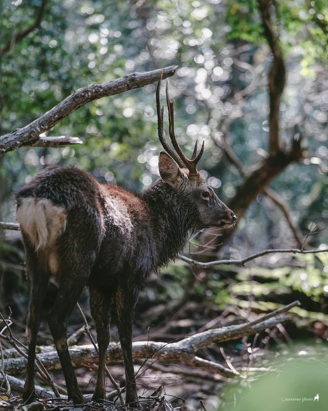 иαяα & куσтσ νιятυαℓ ωσяѕhιρのインスタグラム：「. 男の背中🦌 Daily life of deer in Nara Park. .  ＝＝＝＝＝＝＝＝＝＝＝＝＝＝＝＝＝＝＝＝＝  Location：Nara Park「Nara Japan」 Gear：SONY α7Ⅲ Lens：Canon EF70-200mm f4l  Please share and follow my page. @i_masanao  ＝＝＝＝＝＝＝＝＝＝＝＝＝＝＝＝＝＝＝＝＝  . . #鹿 #鹿活 #奈良公園 #奈良公園🦌 #奈良の鹿 #奈良公園の鹿 #deer #narapark #naradeerpark #naratrip #narajapan #奈良旅 #私は奈良派 #奈良の風景 #奈良が好き #いざいざ奈良 #奈良県景観資産 #わたしは奈良派」