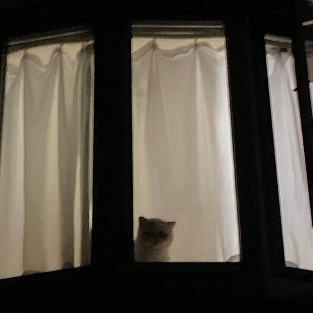 こちょねこ父さんさんのインスタグラム写真 - (こちょねこ父さんInstagram)「今日のお出迎え🏠 こいちゃん🐱 ・ #うれしいね☺️  #仕事の疲れが #ふっとぶぜい😀  ・ #cat#cats#cute#catlover#catstagram#catsofinstagram#exotic#exoticcat#exotickitten#exoticshorthair#exoticshorthairkitten#ねこ#ねこ部#猫#エキゾチック#エキゾチックショートヘア#エキゾチックショートヘアー #子猫#仔猫#子にゃんこ#にゃんこ#ニャンコ#エキゾ」10月5日 19時24分 - gongon419